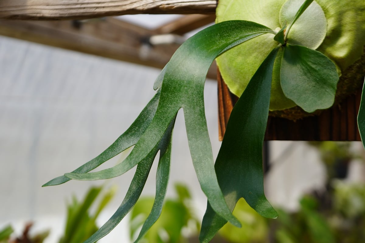 ビカクシダ フーンシキ P. Foongsii (TC) | mana's farm:塊根植