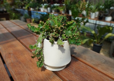 ユーフォルビア　ウムフォロジエンシス　Euphorbia umfoloziensis