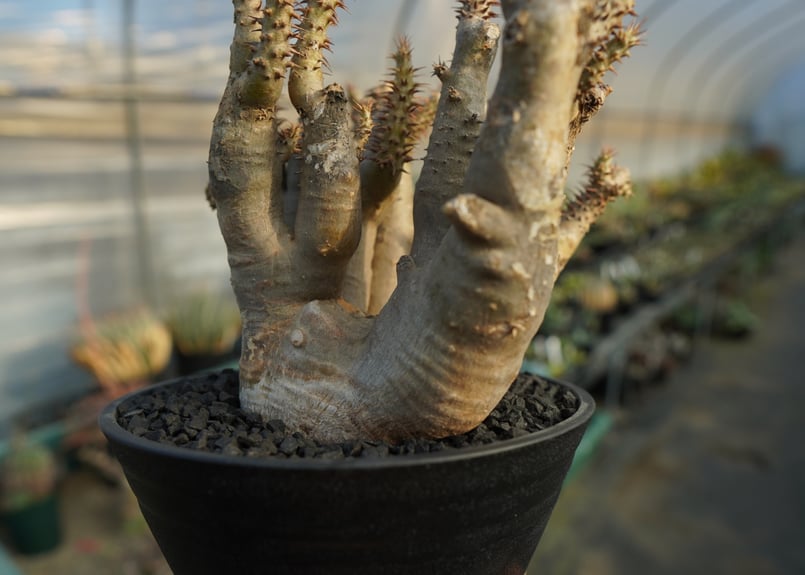 パキポディウム マカイエンセ Pachypodium makayense No.3 | man