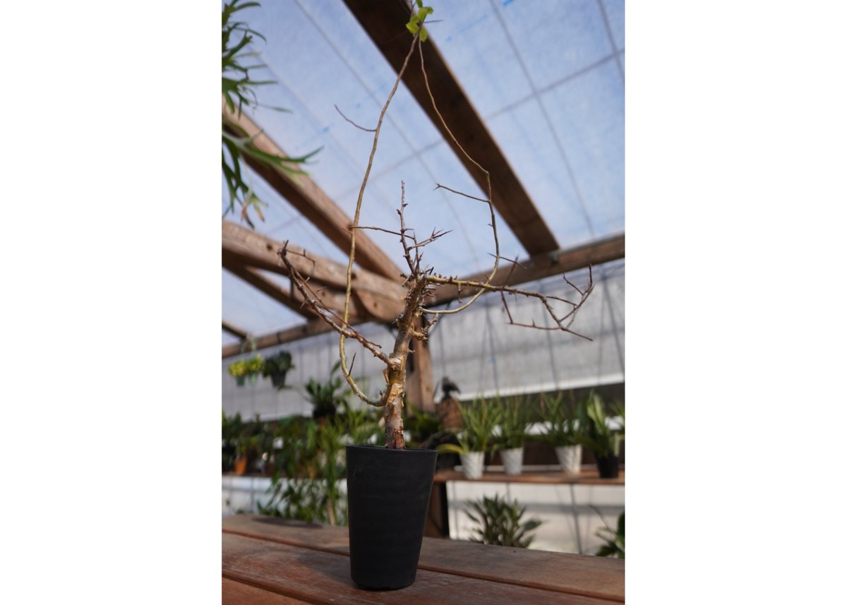 コミフォラ ミルラ | mana's farm:塊根植物・アガベ・ドライガーデン