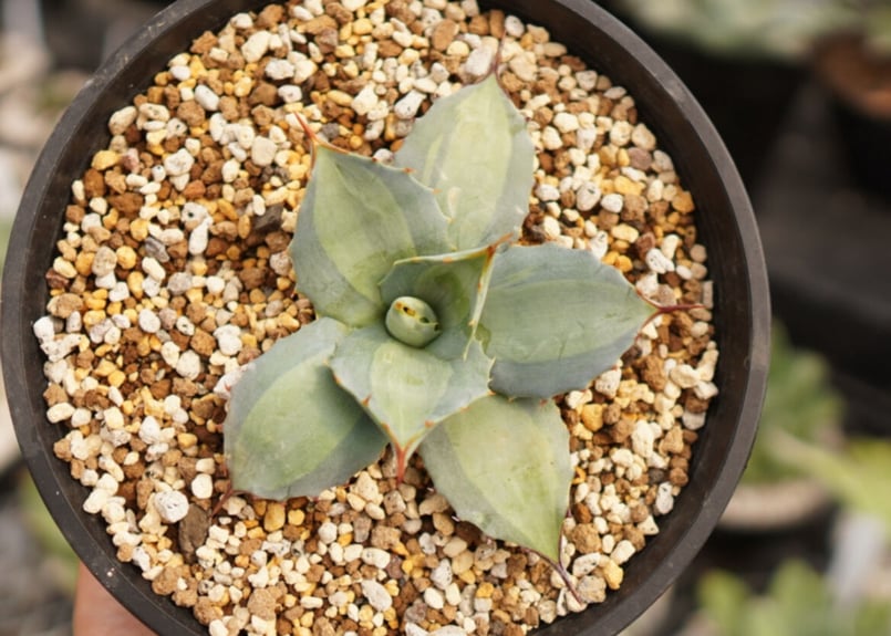 Agave parryi 吉祥天 中斑 NO.2 | mana's green:塊根植物販売...