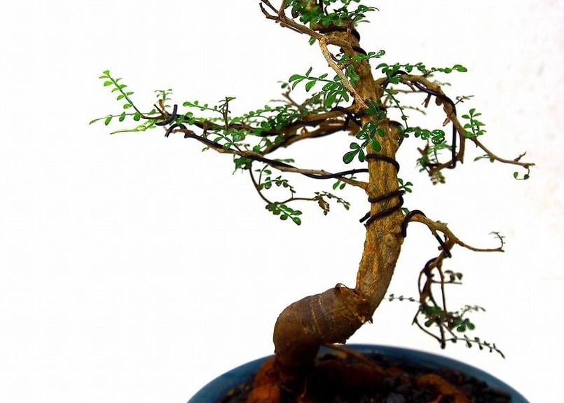 Operculicarya decaryi オペルクリカリア・デカリー | mana's fa