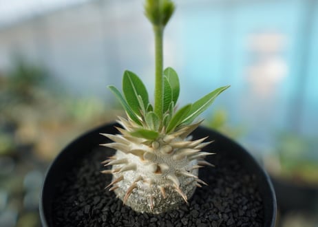 パキポディウム　恵比寿大黒　Pachypodium Densicaule　No.5
