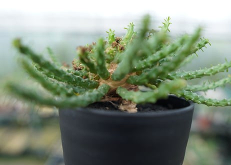 ユーフォルビア　ゴルゴニス　Euphorbia gorgonis