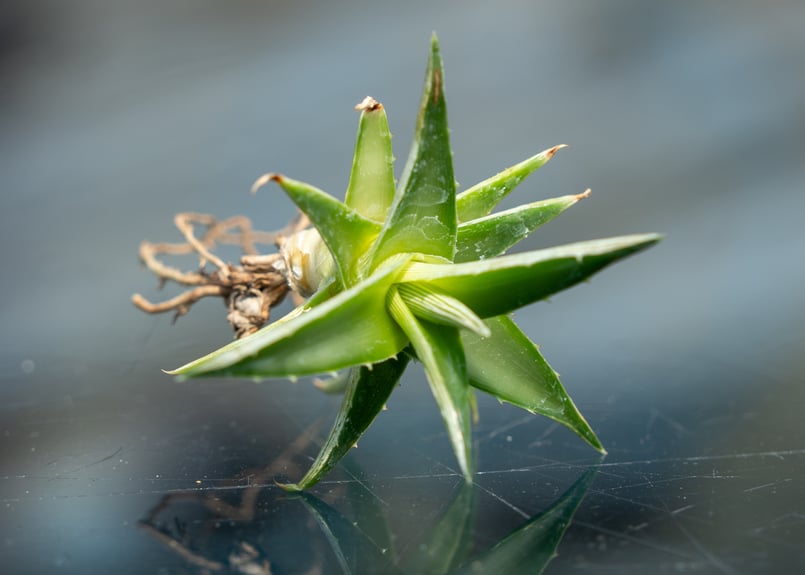 アガベ ディッキア ムーングロー | mana's farm:塊根植物・アガベ