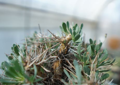 オトンナ　ユーフォルビオイデス　Othonna euphorbioides　C2