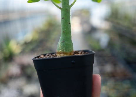 アデニア グラウカ  Adenia glauca　NO.8