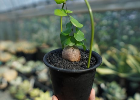 亀甲竜　Dioscorea elephantipes No.8