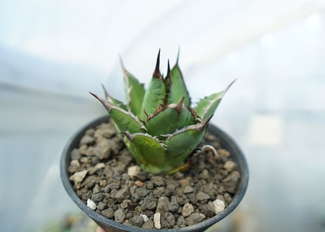 アガベ　チタノタ　剣竜　Agave titanota Kenryu　No.1