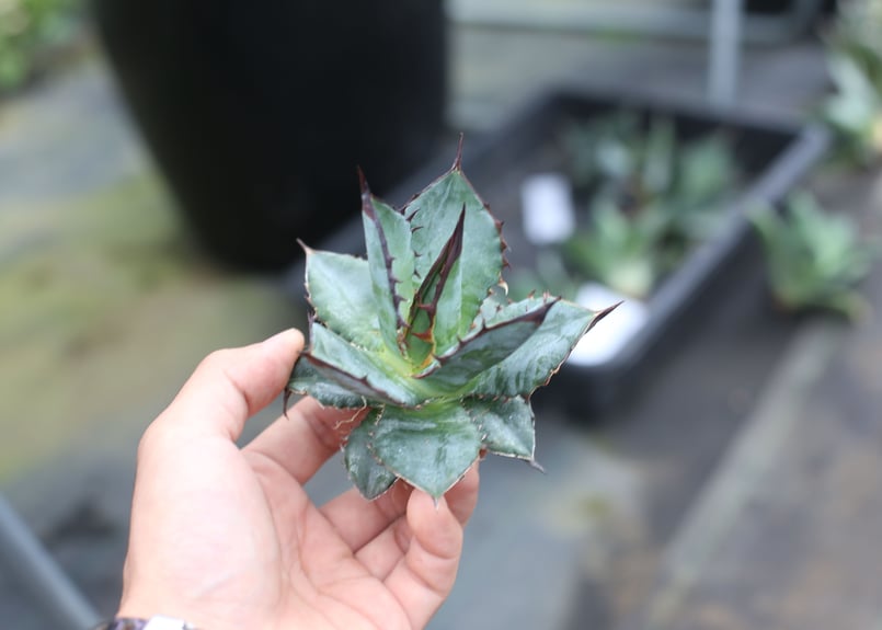 Agave titanota x horrida | mana's farm:塊根植物・アガベ Agave titanota x horrida | mana's farm:塊根植物・アガベ