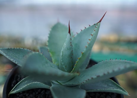 アガベ　ドラゴントゥース　Agave Dagontoes　No.4