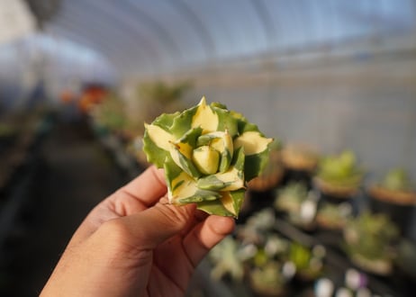 agave 王妃雷神黄中斑 NO.4