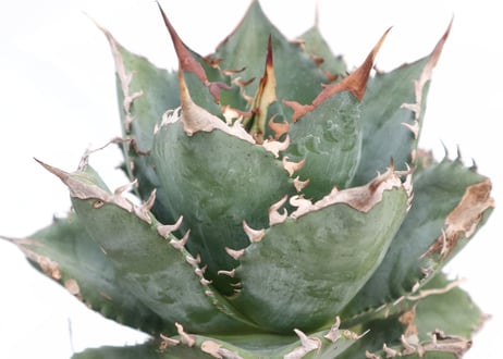 Agave titanota FO-76 dwarf  compacta