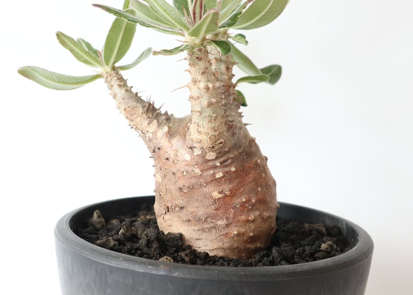 パキポディウム カクチペス | mana's farm:塊根植物・アガベ・ドライ