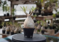 ボスウェリア ソコトラナxナナ 沖縄実生 | mana's farm:塊根植物