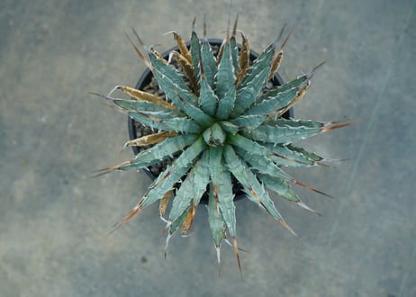 アガベ　ユタエンシス　Agave uthaensis　No.7