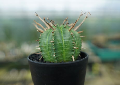 ユーフォルビア　スーパーバリダ　Euphorbia super valida
