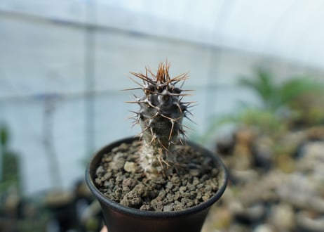 パキポディウム　ラメリー　ラモーサム　Pachypodium lamerei var.ramosum