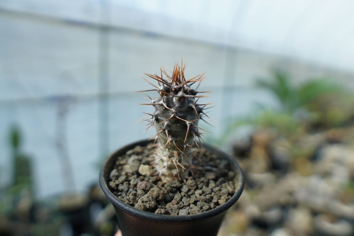 観葉植物 N□ パキポディウム・ラメリー ラモスム□Pachypodium