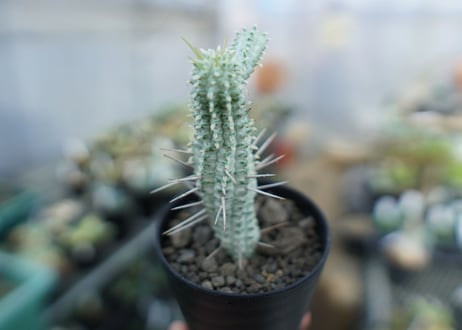 ユーフォルビア　ミルクトロン　Euphorbia mammillaris cv. variegat　No.2