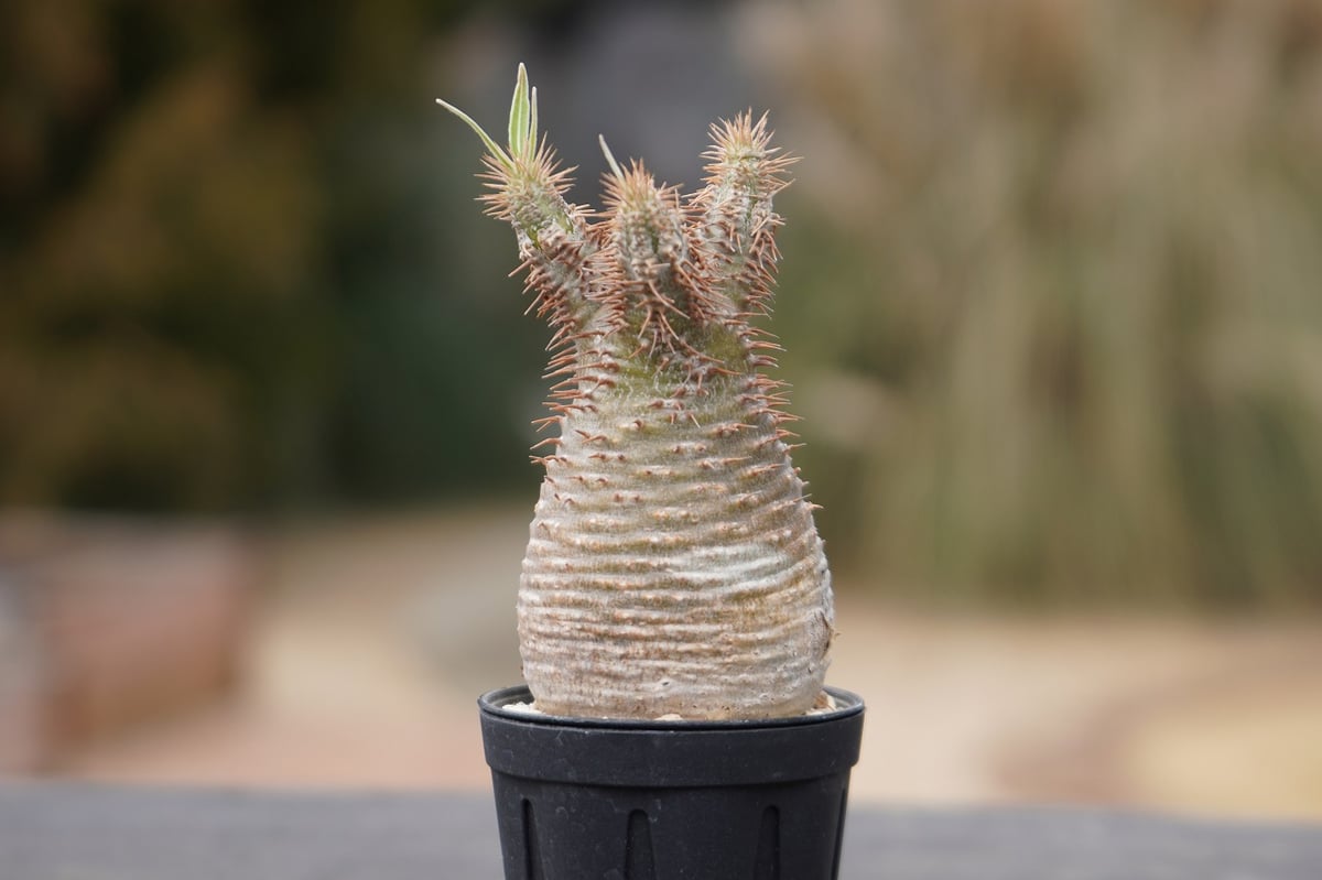 パキポディウム グラキリス No.5 | mana's farm:塊根植物・アガベ