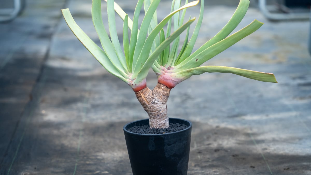 アロエ プリカティリス | mana's farm:塊根植物・アガベ・ドライ