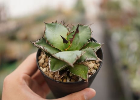 Agave titanota ” Black flame"
