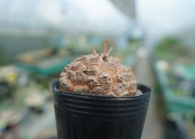 長谷川園芸産】亀甲竜 Dioscorea elephantipes No.5 | mana' 長谷川園芸産】亀甲竜 Dioscorea elephantipes No.5 | mana'