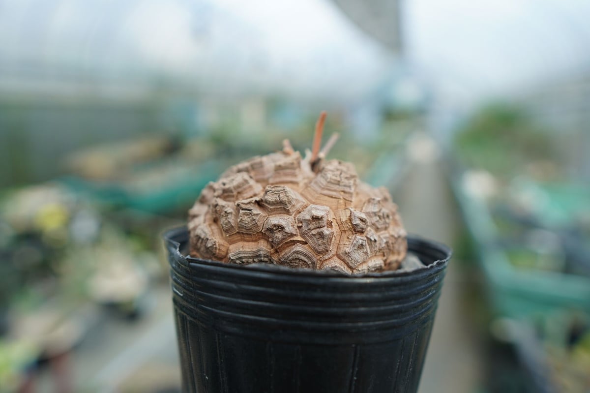 長谷川園芸産】亀甲竜 Dioscorea elephantipes No.5 | mana 