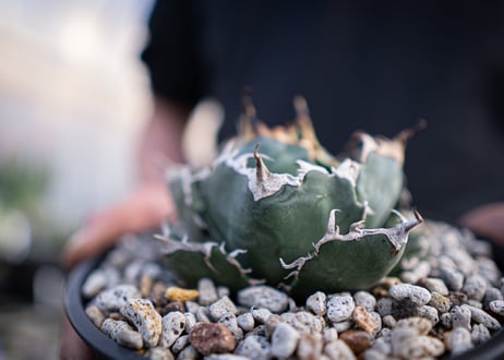 agave titanota　白鯨  ガチムチ選抜株