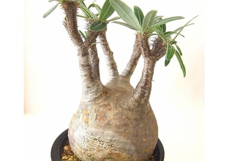 パキポディウム グラキリス Pachypodium Gracilius №1