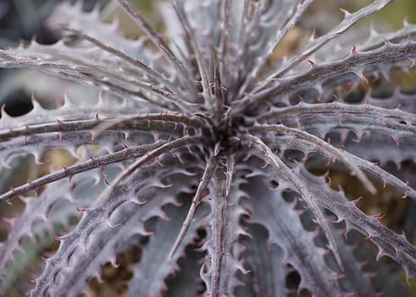 Dyckia Pinkthorn