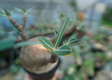 パキポディウム　グラキリス　 Pachypodium Gracilius  No.3