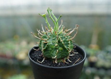 ユーフォルビア　バリダ　Euphorbia valida　No.6