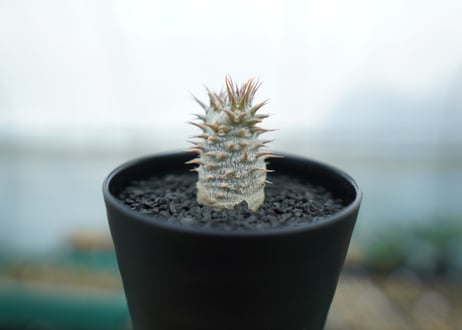 パキポディウム　カクチぺス　Pachypodium cactipes