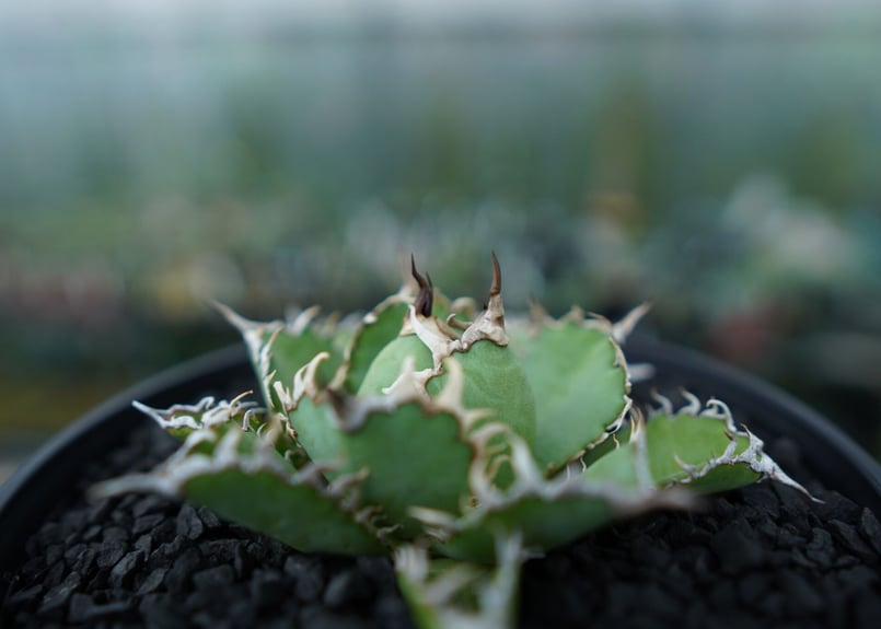 アガベ チタノタ フィリグリー agave titanota filigree No.4 |