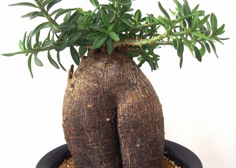 パキポディウム　ビスピノーサム　Pachypodium bispinosum