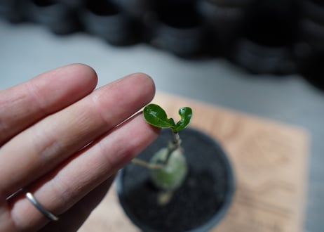 フォッケア　火星人　沖縄実生株
