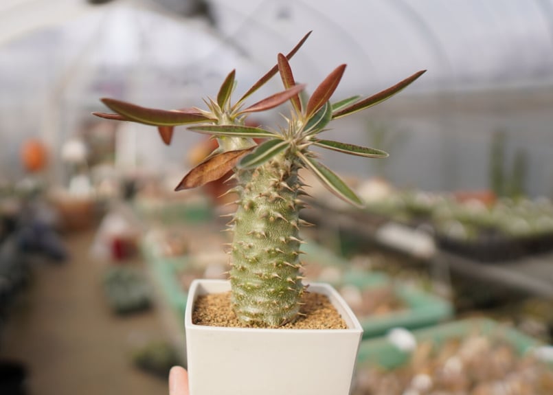 パキポディウム 伊藤ハイブリッド | mana's farm:塊根植物・アガベ