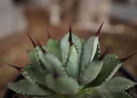 アガベ　マクロアカンサ×ポタトラム　 Agave macroacantha×potatoruｍ　NO.5