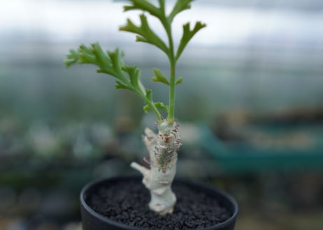 ペラルゴニウム　カルノーサム　Pelargonium carnosum