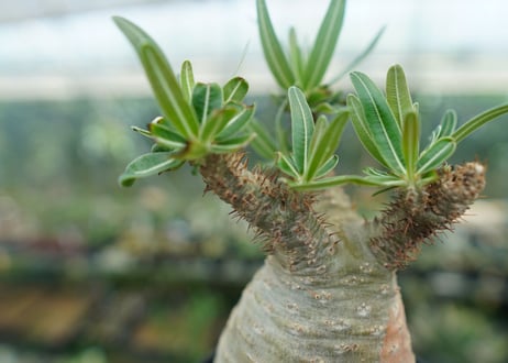 パキポディウム　グラキリス　 Pachypodium Gracilius  No.2