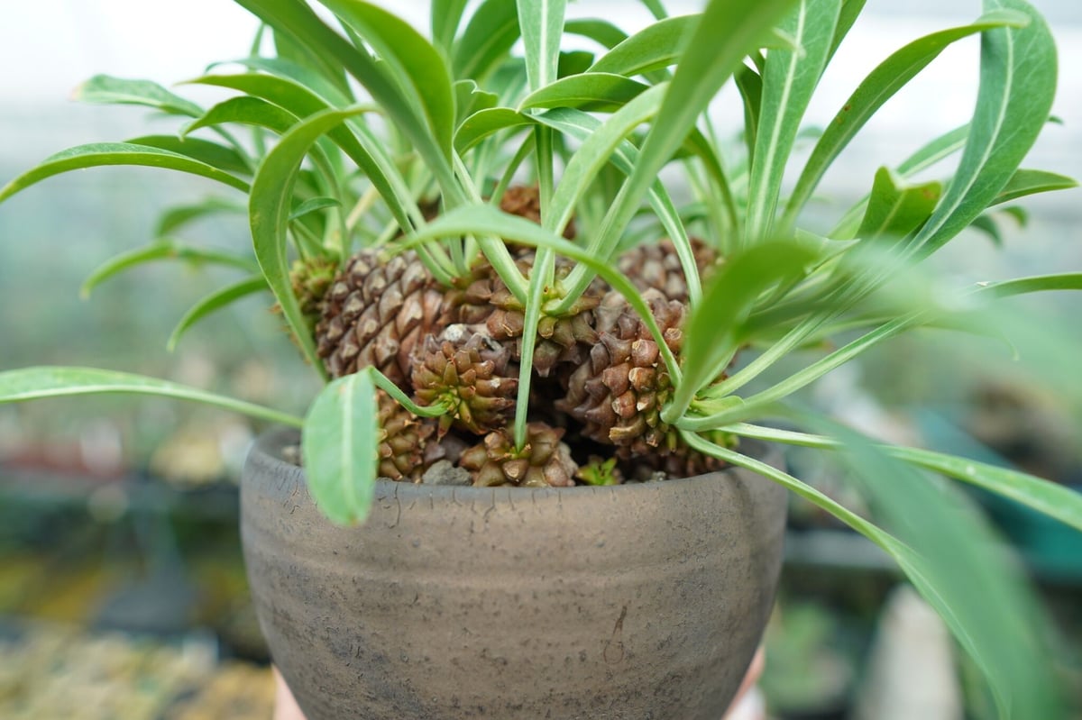 A052 ユーホルビア鉄甲丸Euphorbia bupleurifolia 2株 1点もの】Euphorbia bupleurifolia 鉄甲丸 | ¨MONKEY TRE