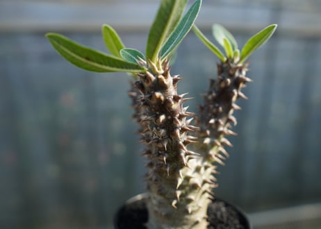 パキポディウム　デンシフローラム Pachypodium densiflorum   No.1