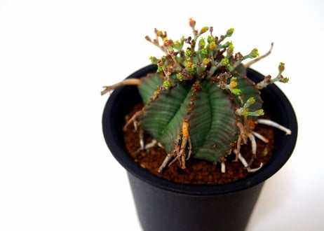 Euphorbia valida ユーフォルビア・バリダ