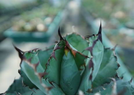 アガベ　チタノタ　 ブラックアンドブルー 　Agave titanota black and blue　No.6