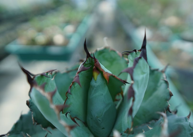 GIRUVI Agave Black&Blue アガベ ブラックアンドブルー アガベ チタノタ ブラックアンドブルー Agave titanota black&blue 2