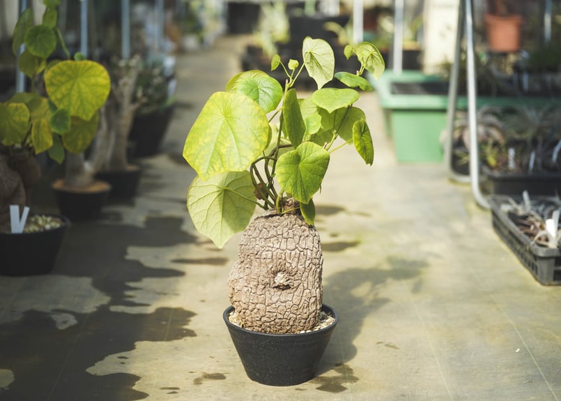 ステファニア スベローサ | mana's green:塊根植物販売|マナズ ステファニア スベローサ | mana's green:塊根植物販売|マナズ