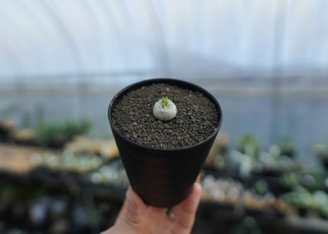 パキポディウム　恵比寿笑い　Pachypodium brevicaule　No.3
