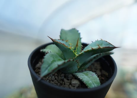 アガベ　チタノタ　ブルー　Agave titanota Blue 　NO.2
